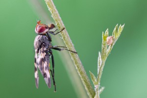 Macro photo_Lior Glaichman-09